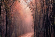 网站仿制的ai软件是什么类型,仿制网页